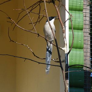 Azure-winged magpie at Paultons Park, 2 October 2011