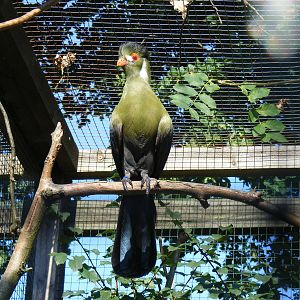 White-cheeked turaco at Paultons Park, 2 October 2011