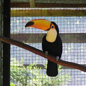 Toco toucan at Paultons Park, 2 October 2011