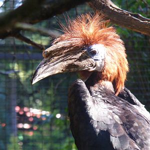 Black-casqued wattled hornbill (female) at Paultons Park, 2 October 2011