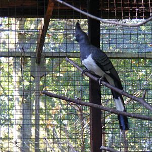White-bellied go-away bird at Paultons Park, 2 October 2011