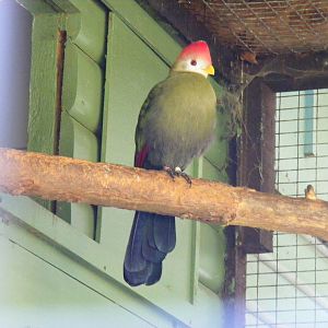Red-crested turaco at Paultons Park, 2 October 2011