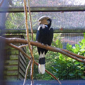 Black-casqued wattled hornbill (male) at Paultons Park, 2 October 2011