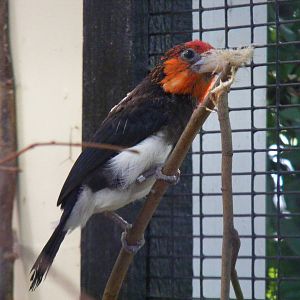 Brown breasted barbet at Paultons Park, 2 October 2011