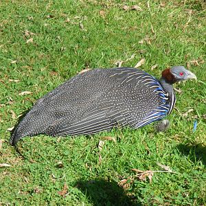 Vulturine guineafowl at Paultons Park, 2 October 2011