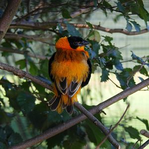 Northern red bishop at Paultons Park, 2 October 2011