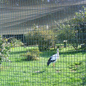 African aviary at Paultons Park, 2 October 2011