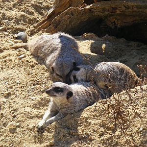 Meerkats at Paultons Park, 2 October 2011