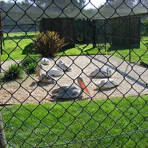 Pink backed pelicans at Paultons Park, 2 October 2011