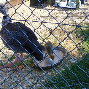 Crested screamer with chick at Paultons Park, 2 October 2011