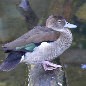 Ringed teal at Paultons Park, 2 October 2011