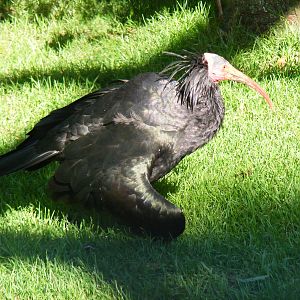 Waldapp ibis at Paultons Park, 2 October 2011