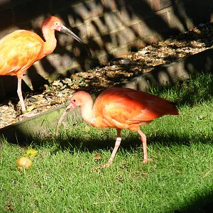 Scarlet ibises at Paultons Park, 2 October 2011