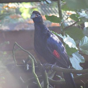 Violet turaco at Paultons Park, 2 October 2011