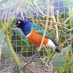 Superb spreo starling at Paultons Park, 2 October 2011