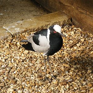 Blacksmith plover at Paultons Park, 2 October 2011