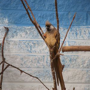 Speckled mousebird at Paultons Park, 2 October 2011