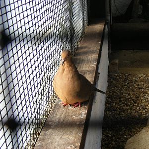 Socorro dove at Paultons Park, 2 October 2011