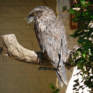 Tawny frogmouth at Paultons Park, 2 October 2011
