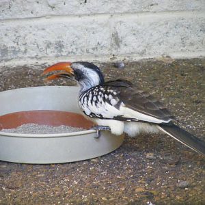 Red-billed hornbill at Paultons Park, 2 October 2011