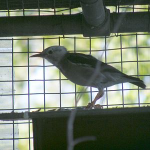 Red-billed starling (silky starling) at Paultons Park, 2 October 2011