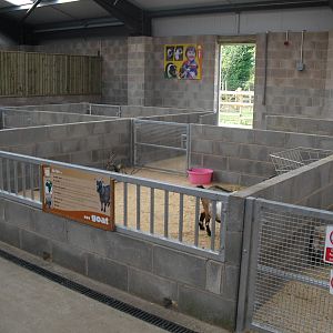 African Dwarf Goat Stalls - 01/10/2011