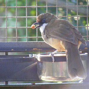 White-throated laughing thrush at Paultons Park, 2 October 2011
