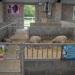 Ouessant Sheep Stalls - 01/10/2011