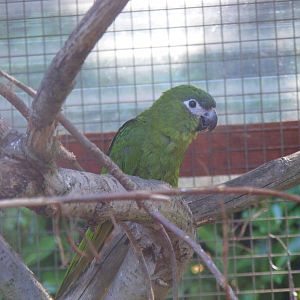 Noble macaw at Paultons Park, 2 October 2011