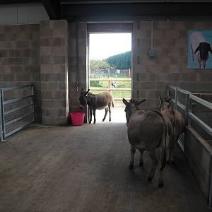 Donkeys - 01/10/2011