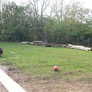 Kune-Kune Enclosure - 01/10/2011