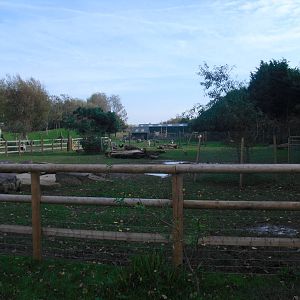 Zebu Enclosure - 01/10/2011