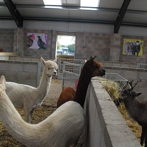 Alpacas - 01/10/2011
