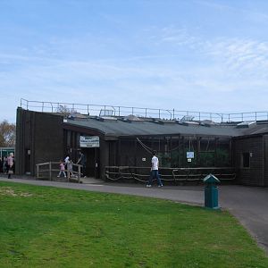 Ape House - 01/10/2011