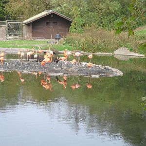 Caribbean Flamingos - 01/10/2011