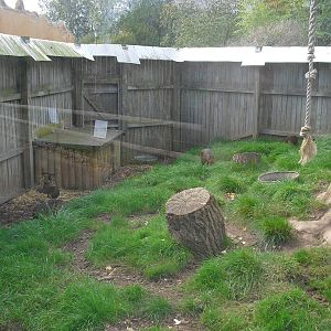 Silvery Marmoset/Agouti Mixed Enclosure - 01/10/2011