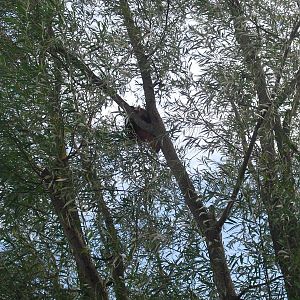 Nepalese Red Panda - 01/10/2011