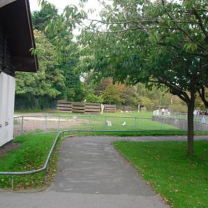 Bongo Enclosure - 01/10/2011