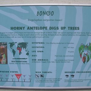 Bongo Sign - 01/10/2011