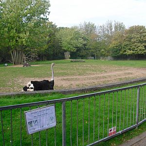 Ostrich and Zebra Paddock - 01/10/2011