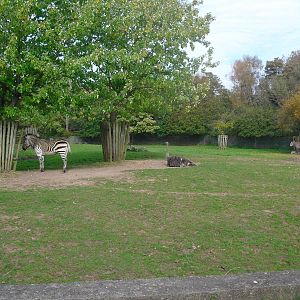 Ostrich and Zebra Paddock - 01/10/2011