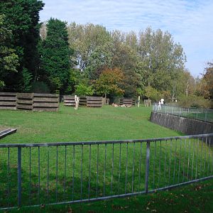 Bongo Enclosure - 01/10/2011