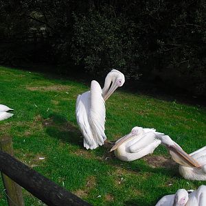Great White Pelicans - 01/10/2011