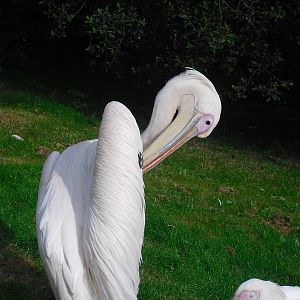 Great White Pelican - 01/10/2011