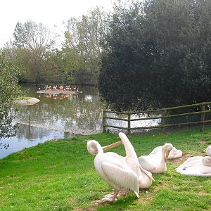 Pelicans and Flamingos - 01/10/2011