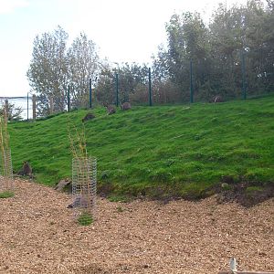 Red-necked Wallabies - 01/10/2011