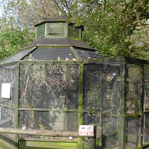 Bobwhite Quail/Black-cheeked Lovebirds Aviary - 01/10/2011.