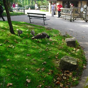 Freeroaming Peafowl - 01/10/2011