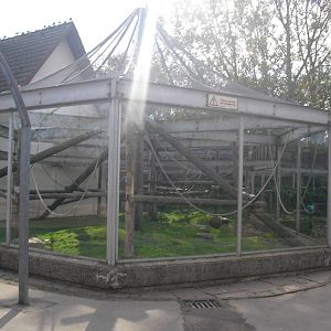 King Colobus Outdoor Enclosure (?) - 01/10/2011