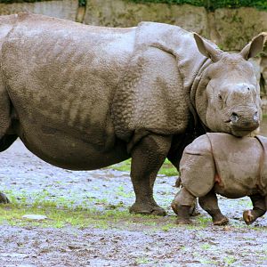 Indian rhinoceros with calf; Berlin Tierpark; 9th September 2011